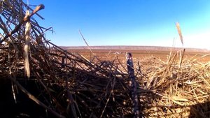 Сравнение гусей North Way Softplast 2017г. и Softplast 3D 2018г., утка Softplast Магнум. (Часть 2).