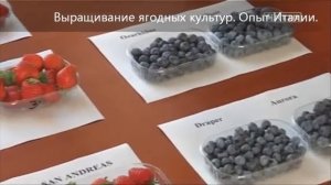 Выращивание ягод | ягодные культуры как бизнес | передовой опыт Италии |
