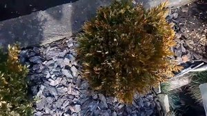 Самшит . Из за чего пропадают самшиты. Соседский пёс.Последствия
