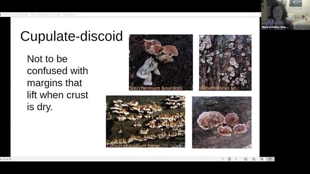 Western PA Mushroom Club - February 2021 - Fall in Love with Crust Fungi смотреть онлайн