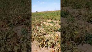 Помидор Лоджейн.Лоджейн помидорын неге алуга кенес бермеймиз.