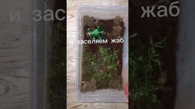 как сделать терариум для серой жабы #сераяжаба #подпишись #поставьлайк