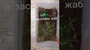 как сделать терариум для серой жабы #сераяжаба #подпишись #поставьлайк