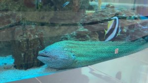 Москва. Мурена Настя в аквариуме ТЦ "Авиапарк".