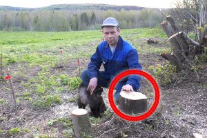 Пчелы взбесились! Это просто кошмар на участке!