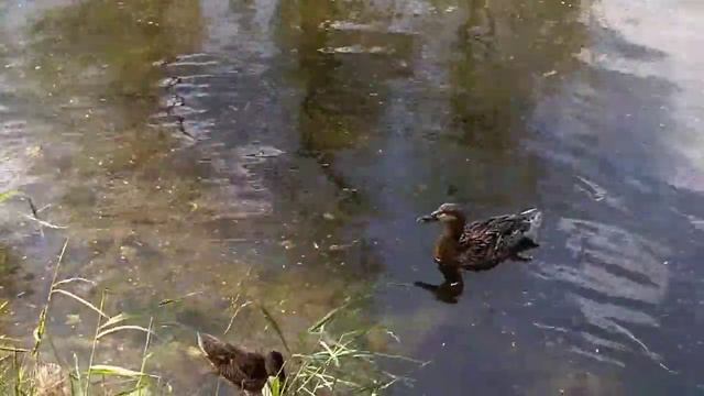 Город Пушкин, уголки России смотреть онлайн