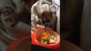 Лемур Лори кушает.