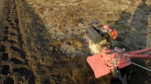 Подготовка почвы к посадки картофеля,внесение органических удобрений.