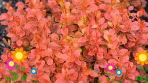 Барбарис тунберга Корал. Краткий обзор, описание характеристик berberis thunbergii Coral