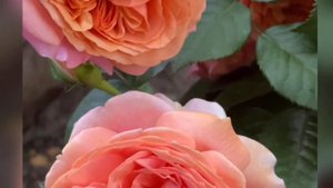 Роза ЧИППЕНДЕЙЛ Rose CHIPPENDALE