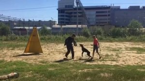 Доберман защита хозяина