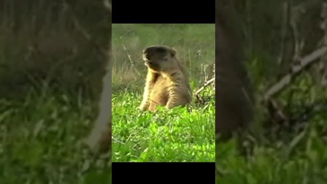 Голосистый сурок-соловей.