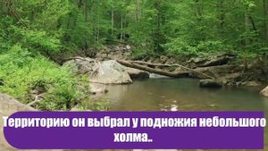 Дерево, глина и никаких инструментов: мужчина построил настоящий дом в лесу