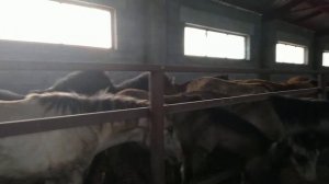 Кобылки на продажу. 2018 года. 20 тыс. ООО Снайп Племенные башкиркие лошади