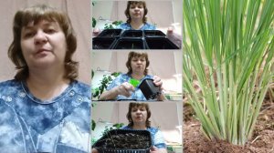 пикировка лемонграсса/цитронеллы