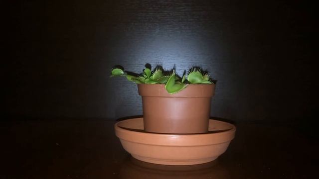 Дионея - Венерина мухоловка смотреть онлайн