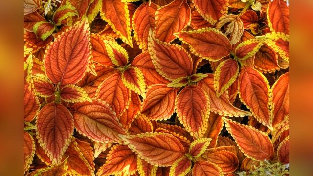 Колеус Блюме смотреть онлайн