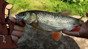 Решил оторваться по Голавлю на реке Сок и это у меня получилось рыбалка на голавля