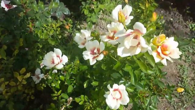 Розы айс фо ю(очень похожа на пион),Глориус бебтлон айс,Пастель бебилон айс. смотреть онлайн