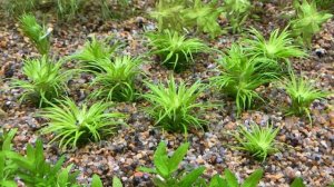 Причины появления водорослей у меня в аквариуме. Почему появляются водоросли.