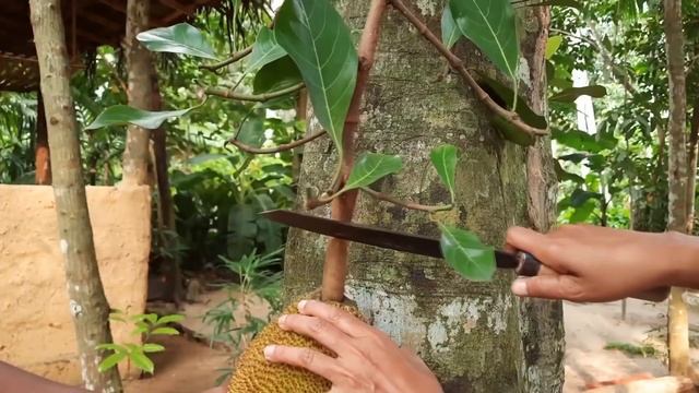 Самый большой фрукт растущий на дереве - Джекфрут смотреть онлайн