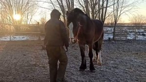 Конь Владимирской породы.
