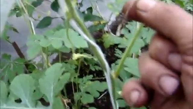 Арбузные проблемы в теплице смотреть онлайн