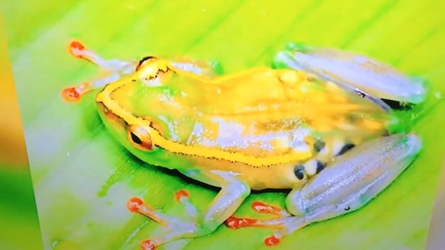 Необычные животные как такое возможно смотреть онлайн