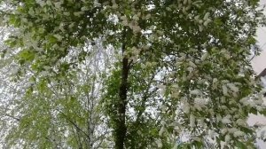 Цвет черёмухи