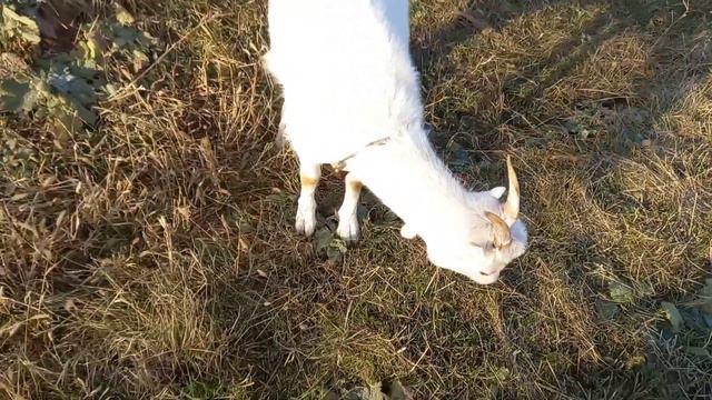 Ужасная история с кредитом./ Поход к подруге. /🚶♀️🐐🐈⬛🦜 смотреть онлайн