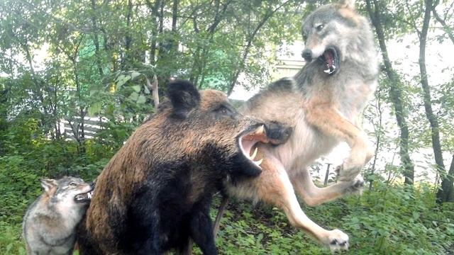 ДИКИЙ КАБАН В ДЕЛЕ  Версус  Кабан против хищников