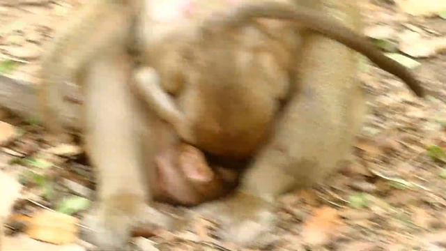 BARON Screaming Loudly | Mom Weaning and Bites Baby No Milk | Baby Monkey Videos смотреть онлайн