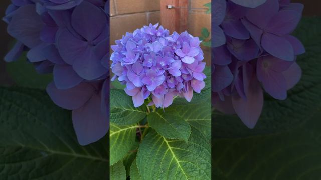 Purple Endless Summer Hydrangea Flower