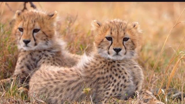 The cheetah is a creature built for climbing and carrying weights Information about the cheetah смотреть онлайн