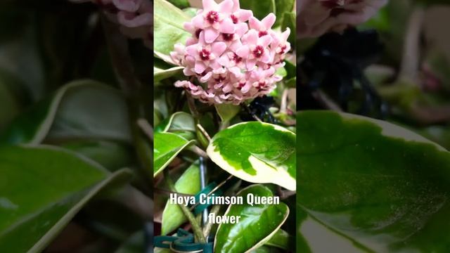 Hoya Crimson Queen Flower