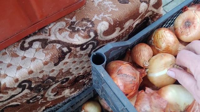 починає проростати цибуля...