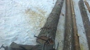 МТЗ 82 в лесу (трелевка)