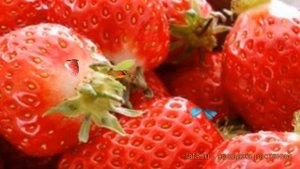Земляника садовая Эверли (fragaria everly) ? обзор: как сажать, рассада, саженцы земляники Эверли
