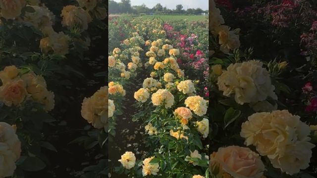 Цветы всегда!!! Ханзэштадт Росток смотреть онлайн