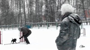 Стаффбуль в аджилити