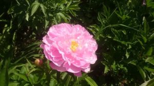 Paeonia Pink Charmer
