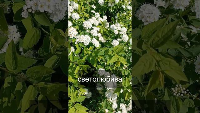 Спирея Ван-Гутта смотреть онлайн