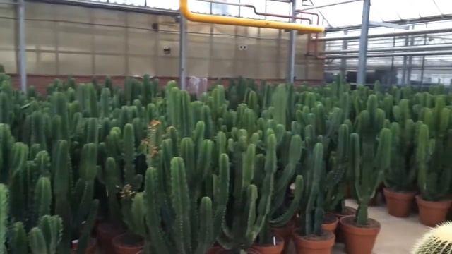 Промышленные теплицы. Кактусы. Выращивание и доращивание.