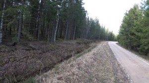 Охота #259 испытания эстонской гончей, диплом первой степини