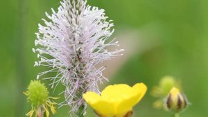 Артемовские луга - эталон природы Нижегородского Поволжья
