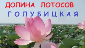 ДОЛИНА ЛОТОСОВ - Голубицкая