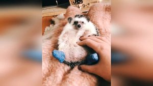 ЖИВОТНЫЕ СИЛЬНО ЛЮБЯТ СВОИХ ХОЗЯЕВ