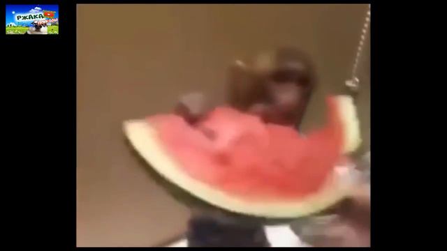 ПОПРОБУЙ НЕ ЗАСМЕЯТЬСЯ - Смешные Приколы и фейлы с Животными до слез, смешные собаки #1\ 2018 смотреть онлайн