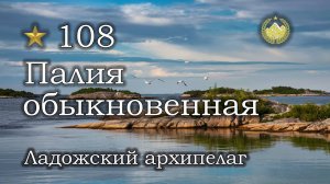 ✮ Ладожский архипелаг ✮ Палия обыкновенная ✮ Русская рыбалка 4 ✮