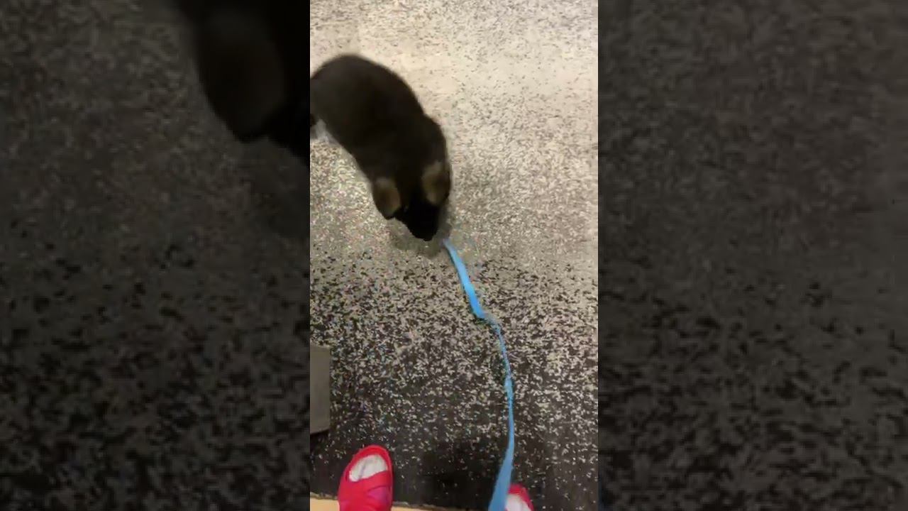 Щенок немецкой овчарки, приучение к ошейнику и поводку смотреть онлайн